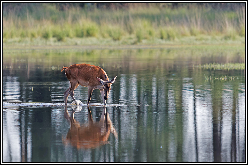 cerf(8995).jpg