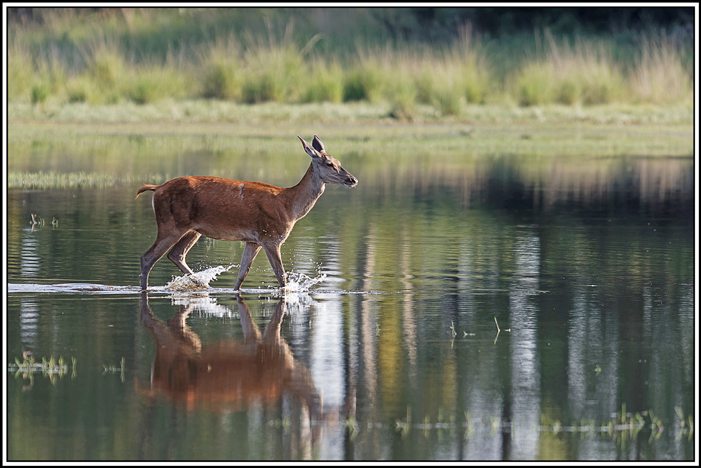 cerf(9010).jpg