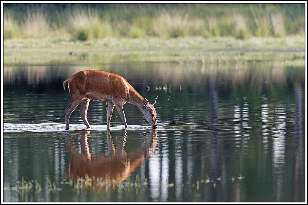 cerf(9017).jpg