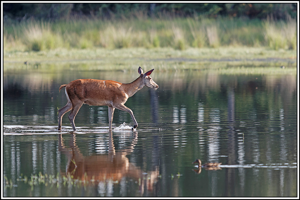 cerf(9021).jpg