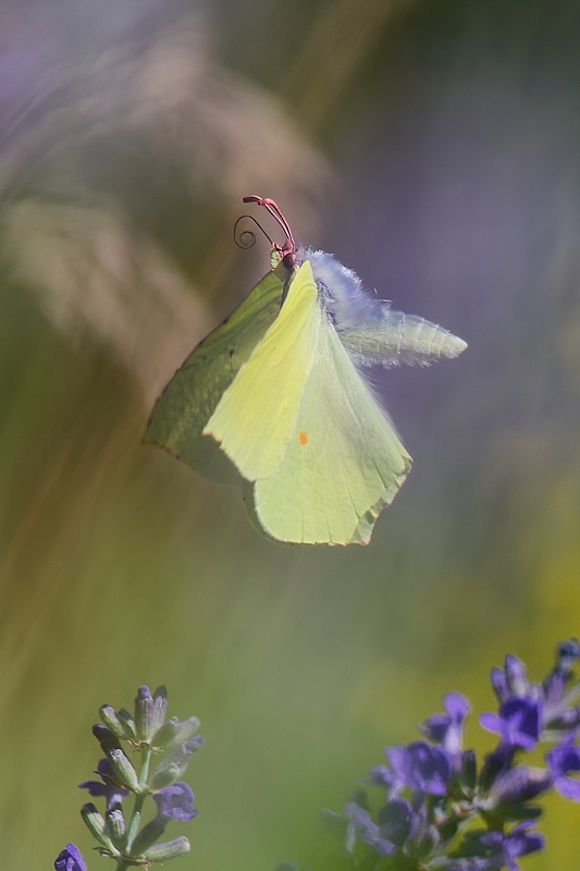 DSC_9483_DxO.jpg
