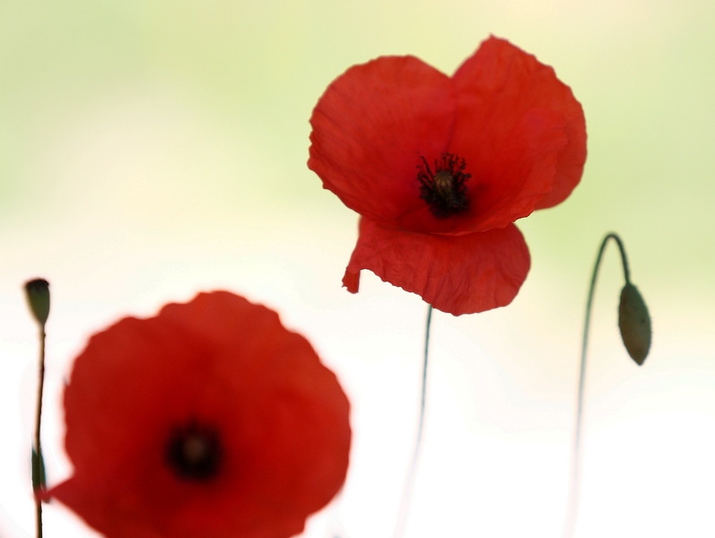 coquelicot contraste LCP.jpg