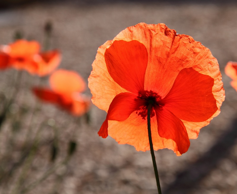 coquelicot tranparence 1 LCP.jpg