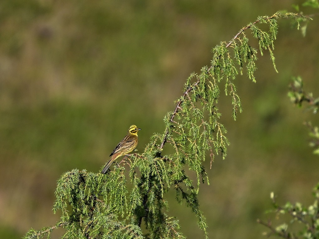 b 3324_1_04 bruant jaune.jpg