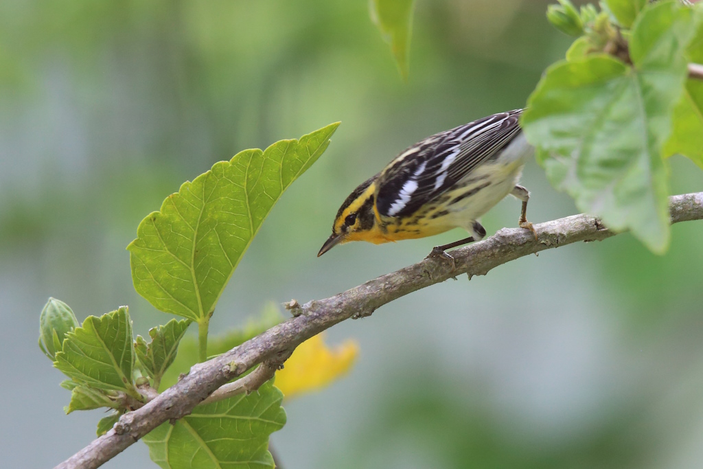 38 Paruline à gorge orangée.JPG