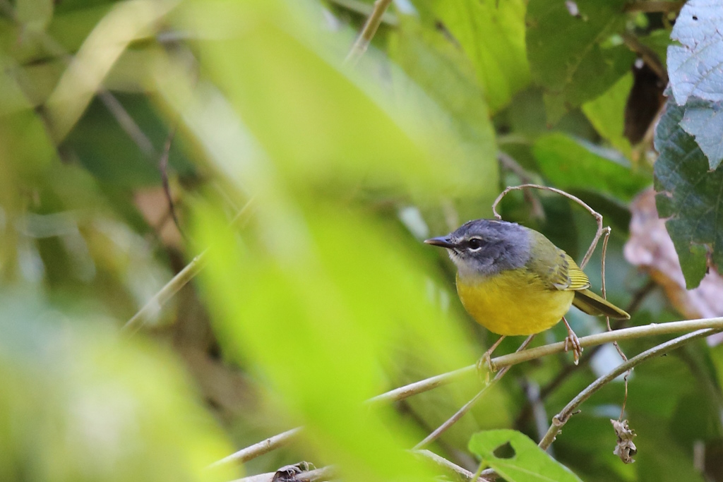 39 Paruline à lores blancs.JPG