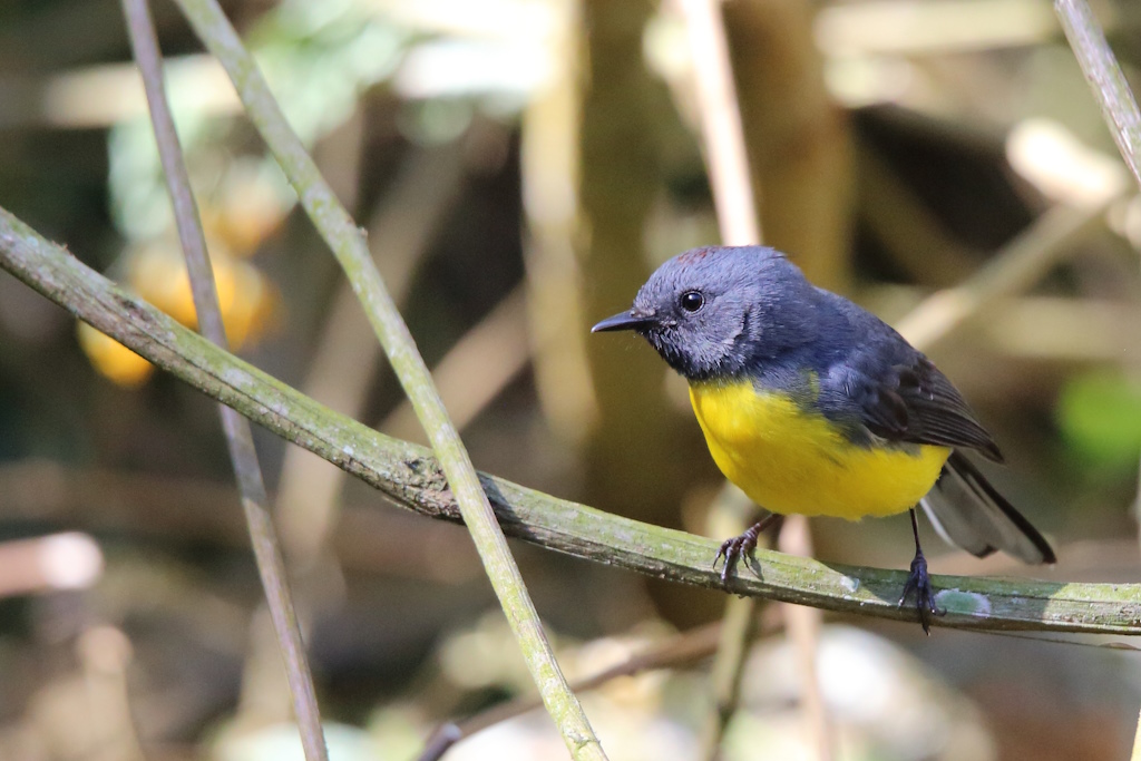 40 Paruline ardoisée.JPG