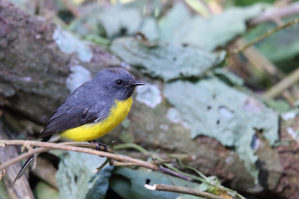 41 Paruline ardoisée.JPG