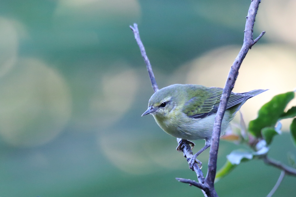 42 Paruline obscure.JPG