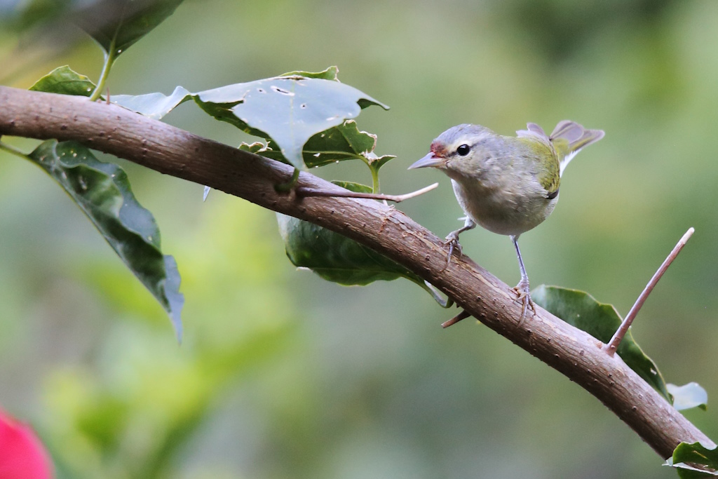 43 Paruline obscure.JPG