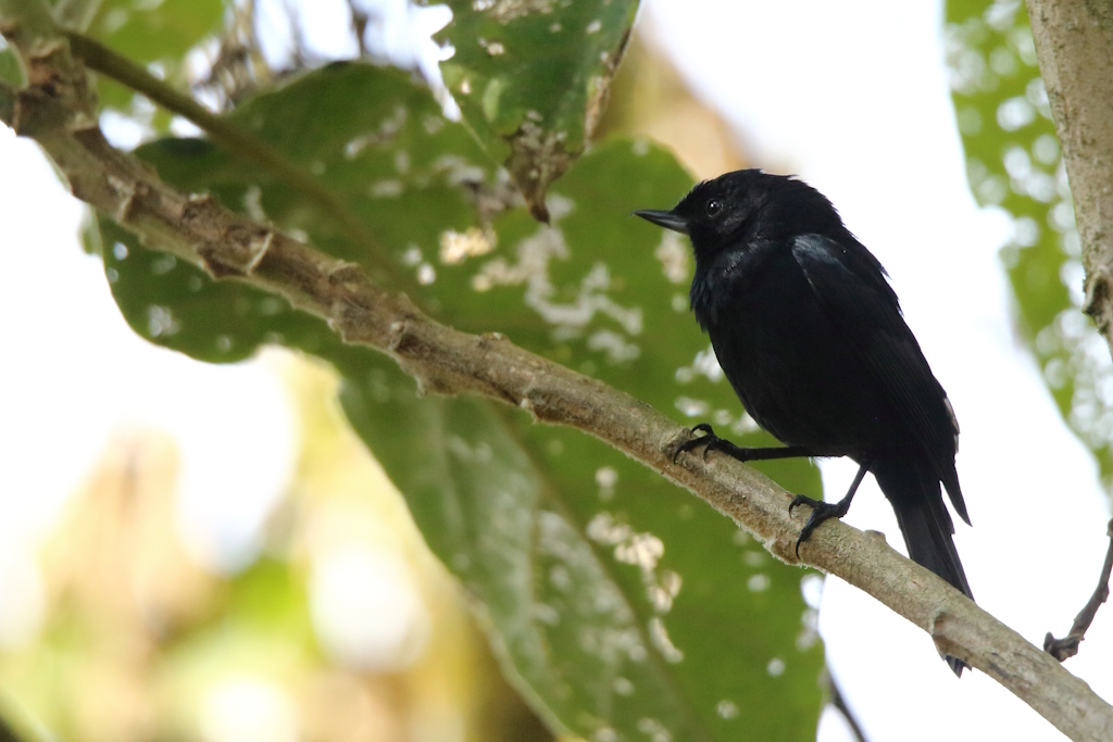 44 Percefleur de Lafresnaye.JPG