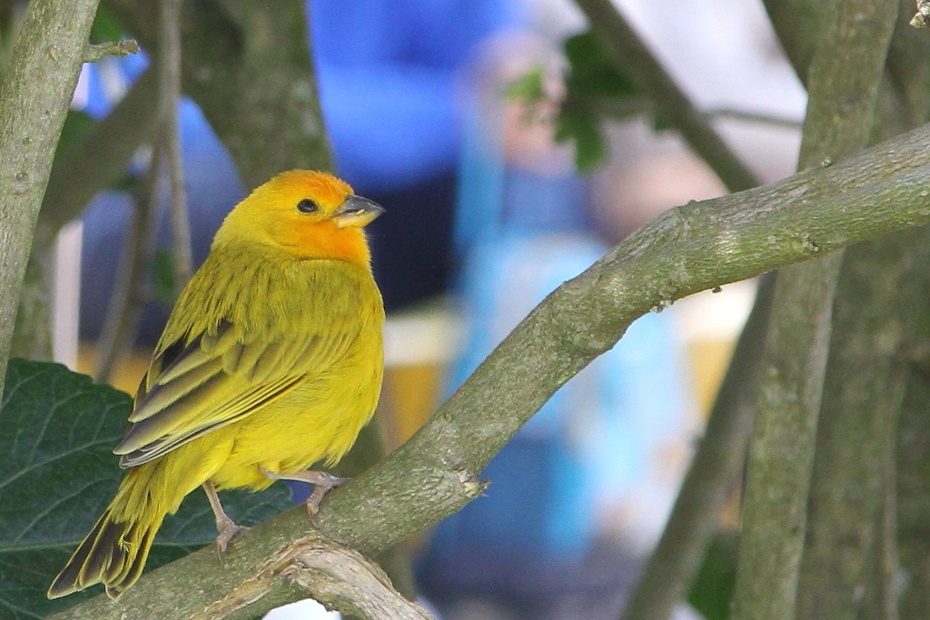 45 Sicale bouton d'or.JPG