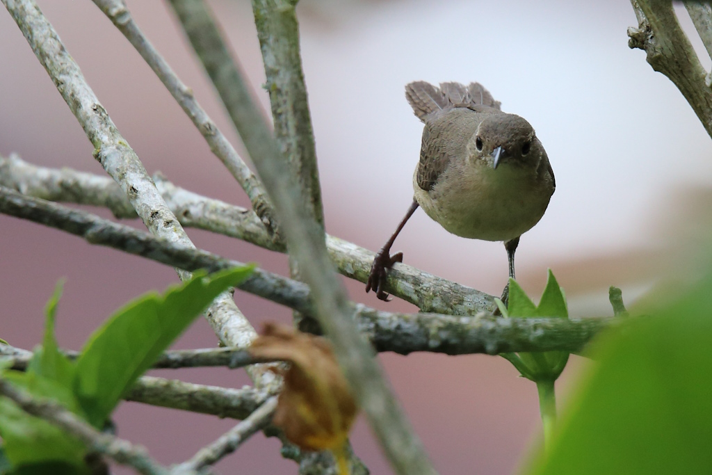 46 Troglodyte austral.JPG