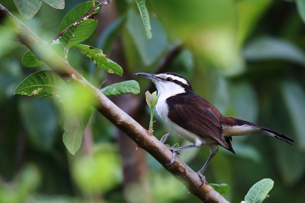 47 Troglodyte bicolore.JPG