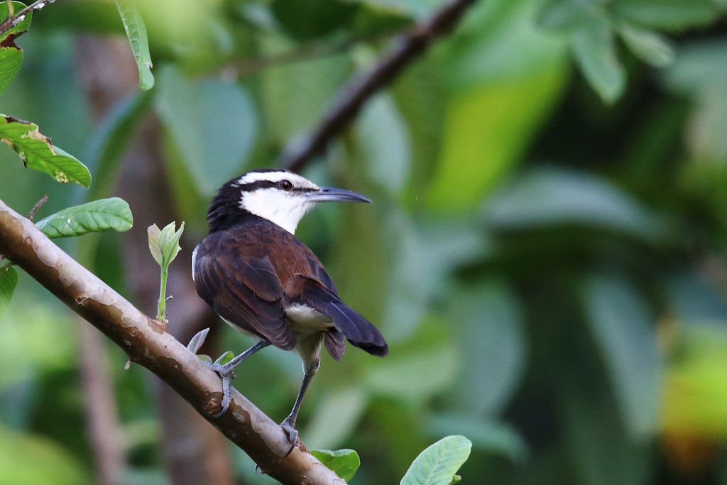 48 Troglodyte bicolore.JPG