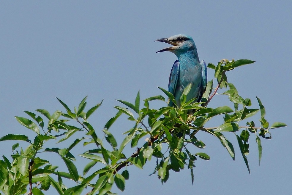 DSC09206 - Copie.JPG