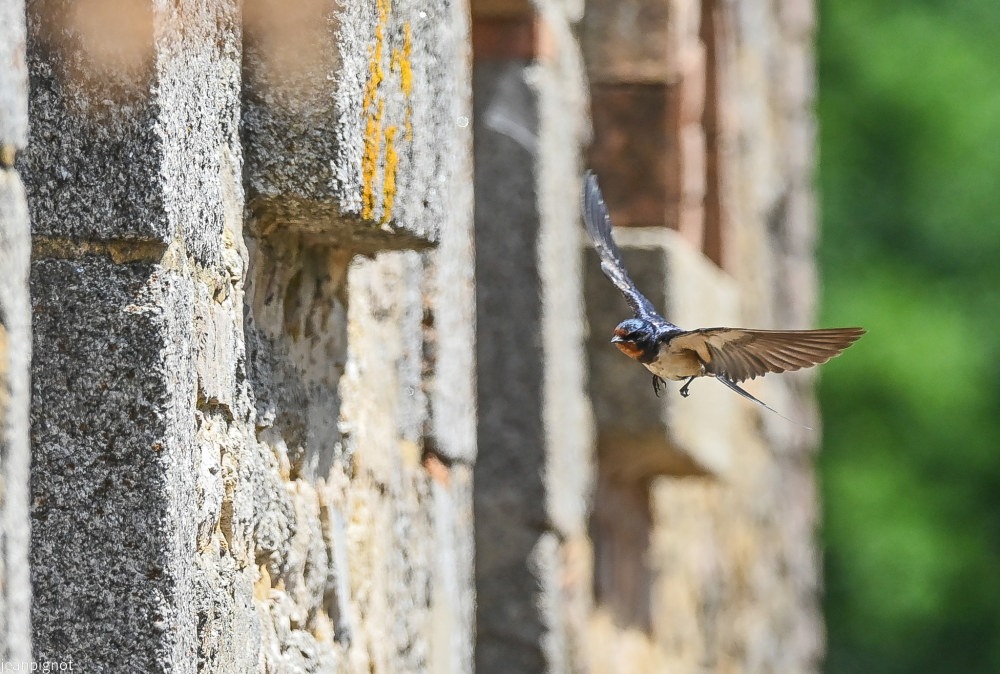N12 hirondelle de cheminées.JPG