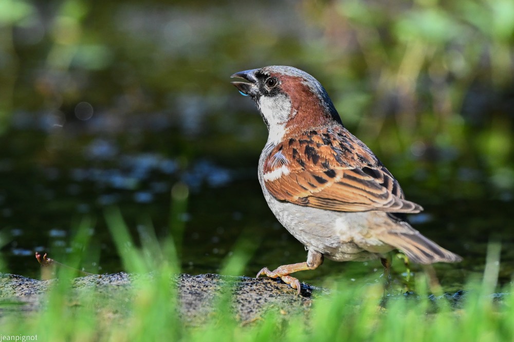 N6 moineaux male.JPG