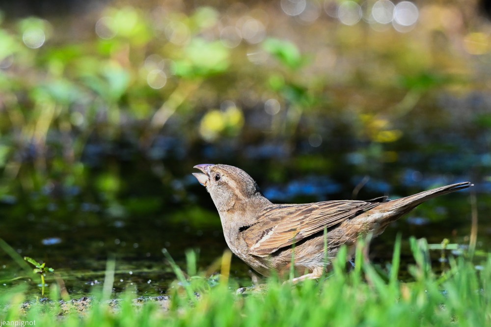 N5 moineau femelle.JPG