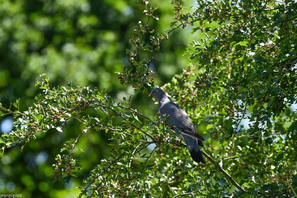 DSC_2350_001DSC_2350_01.JPG