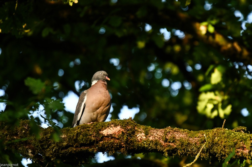 N1 pigeon ramier.JPG
