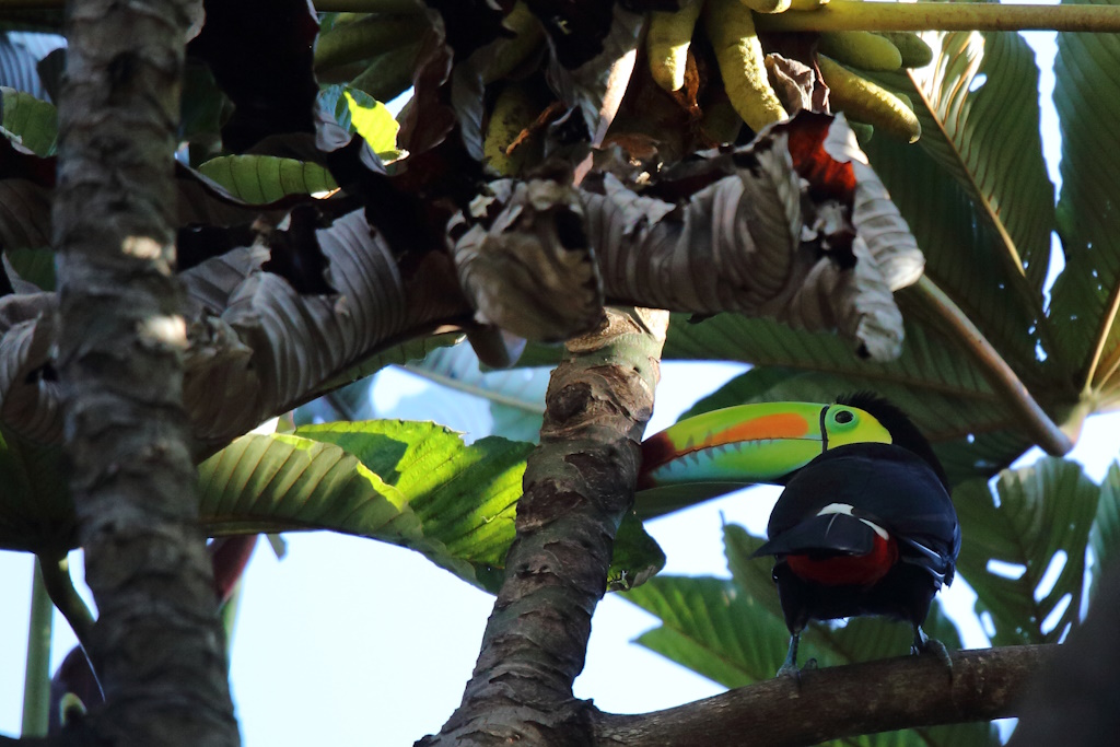 57 Toucan à carène.JPG