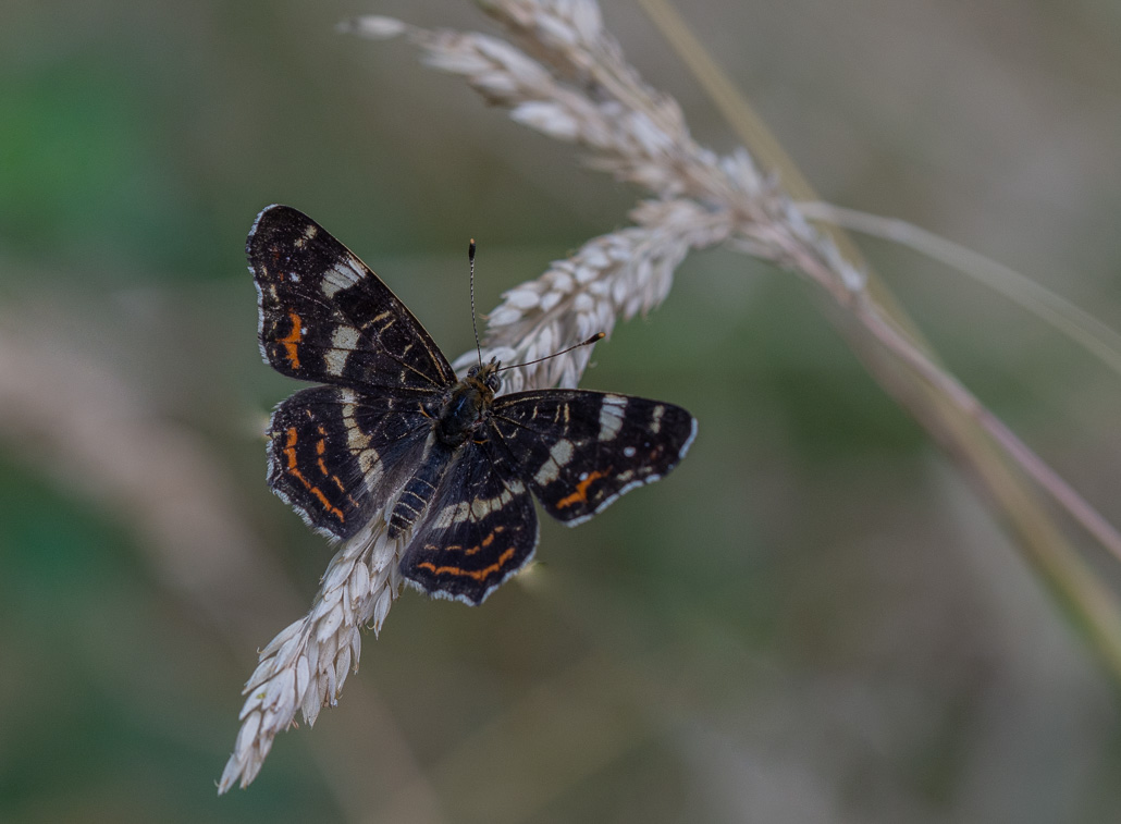 Papillon. La carte géographique. Araschnia levana.jpg