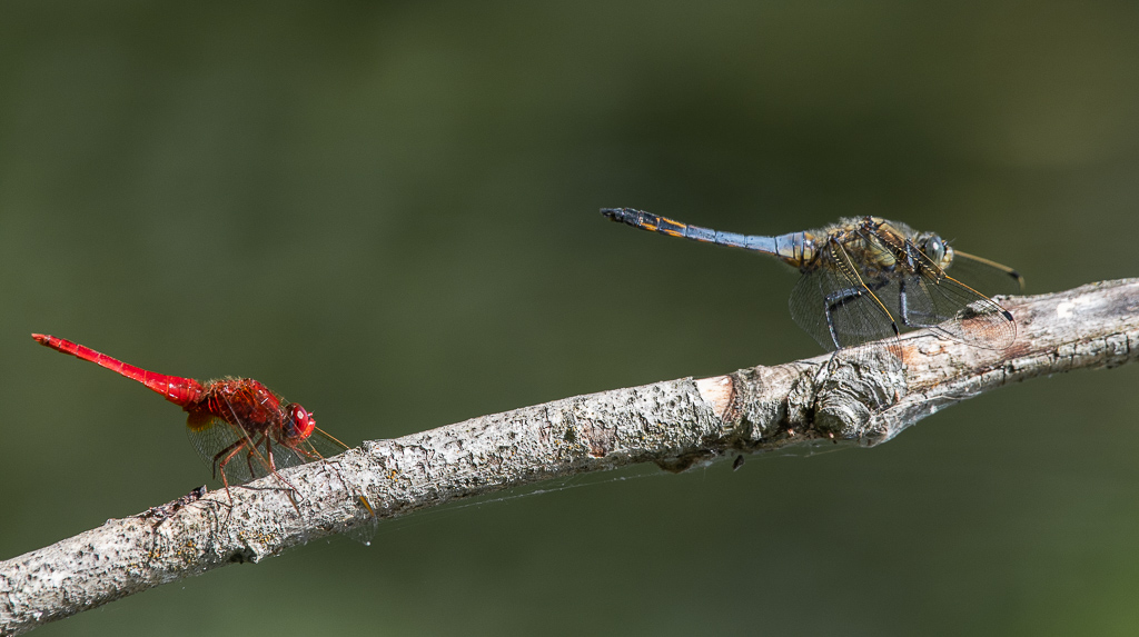 Libellules. Crocothémis écarlate + Orthétrum réticulé.jpg