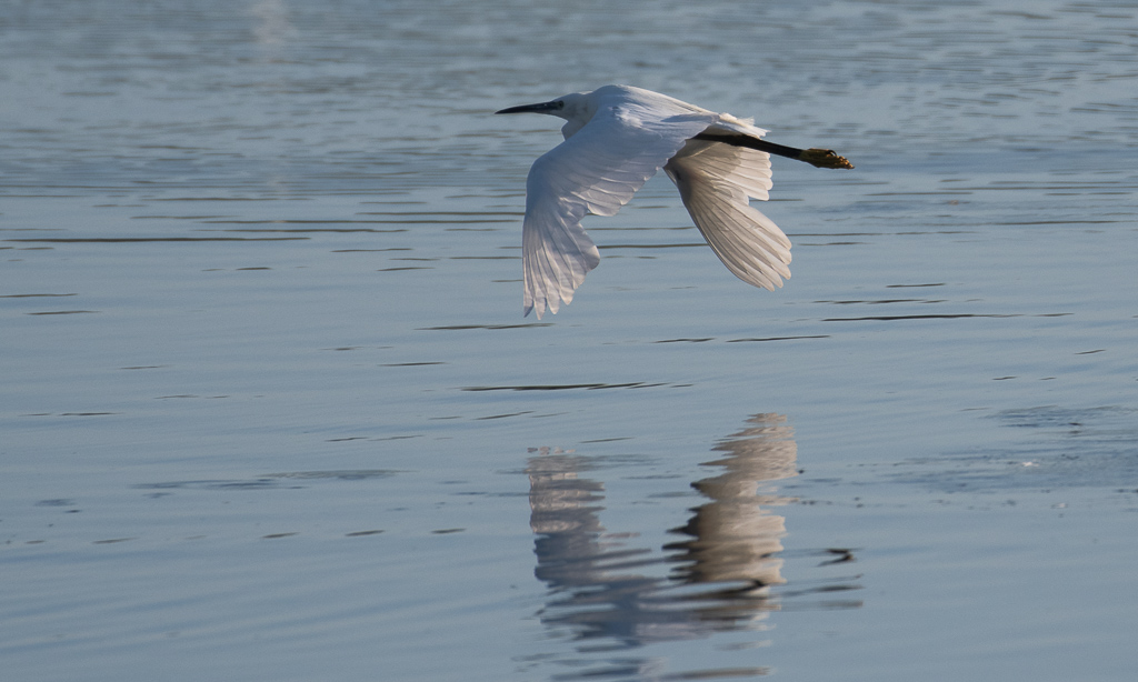 Aigrette.jpg