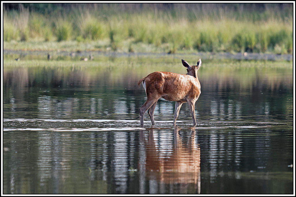 cerf(9030).jpg