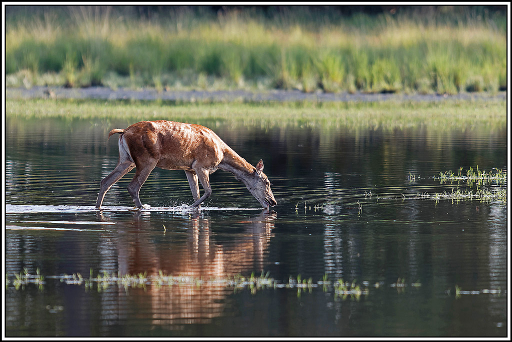 cerf(9040).jpg