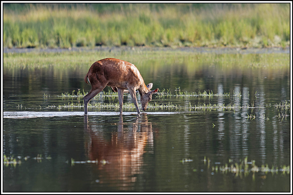 cerf(9054).jpg