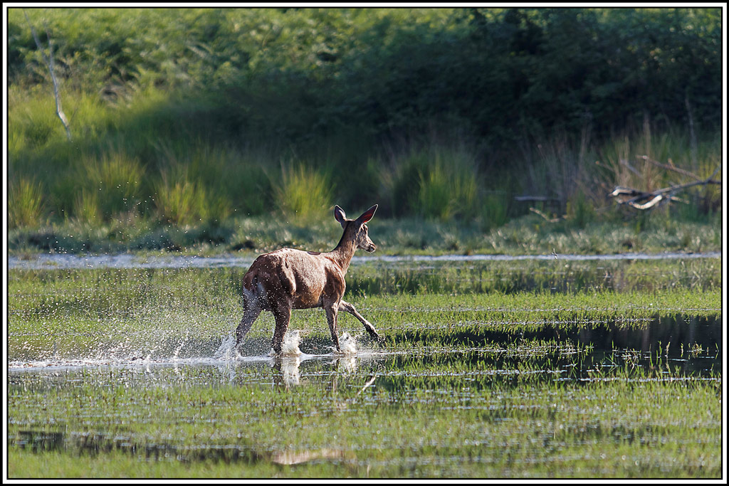 cerf(9058).jpg