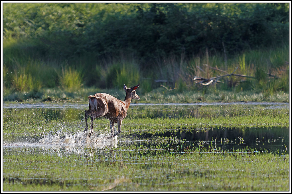 cerf(9059).jpg