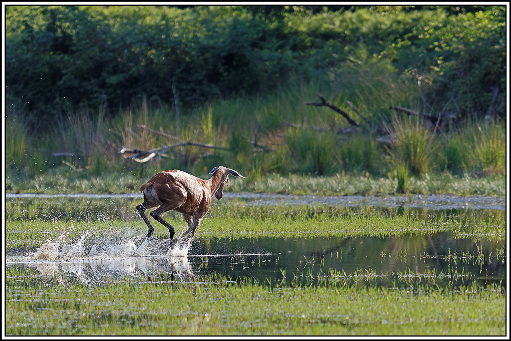 cerf(9062).jpg