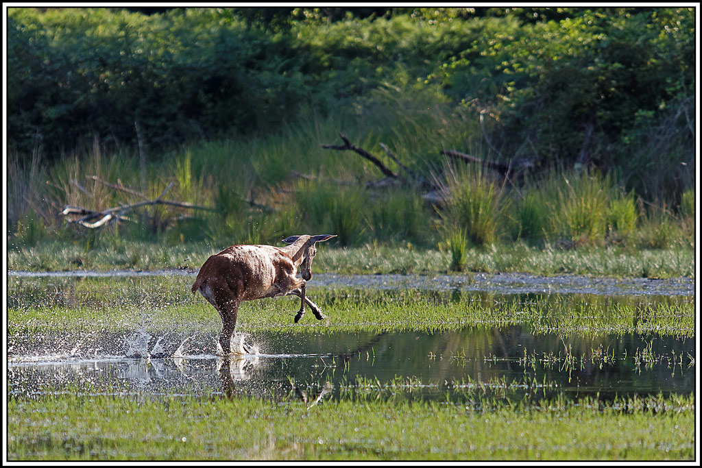 cerf(9063).jpg