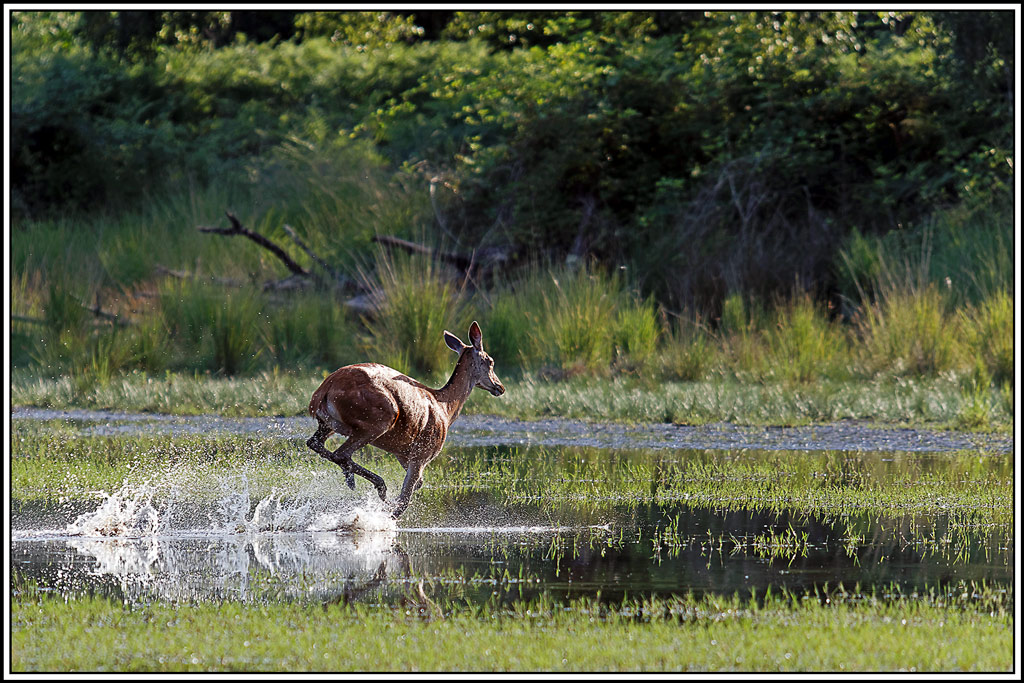 cerf(9065).jpg