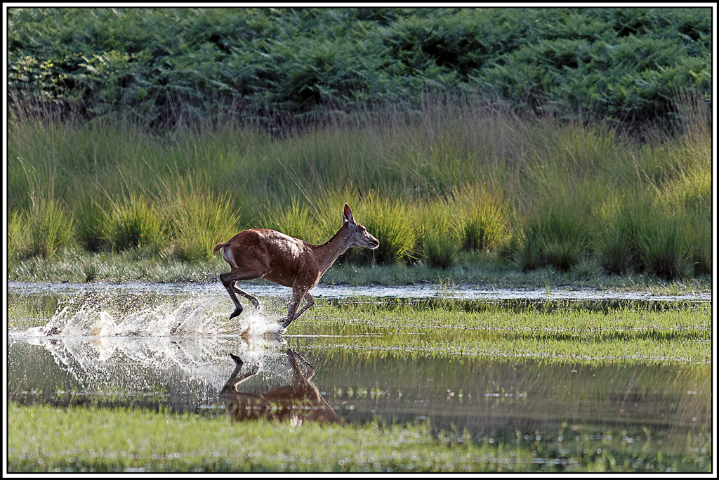 cerf(9072).jpg