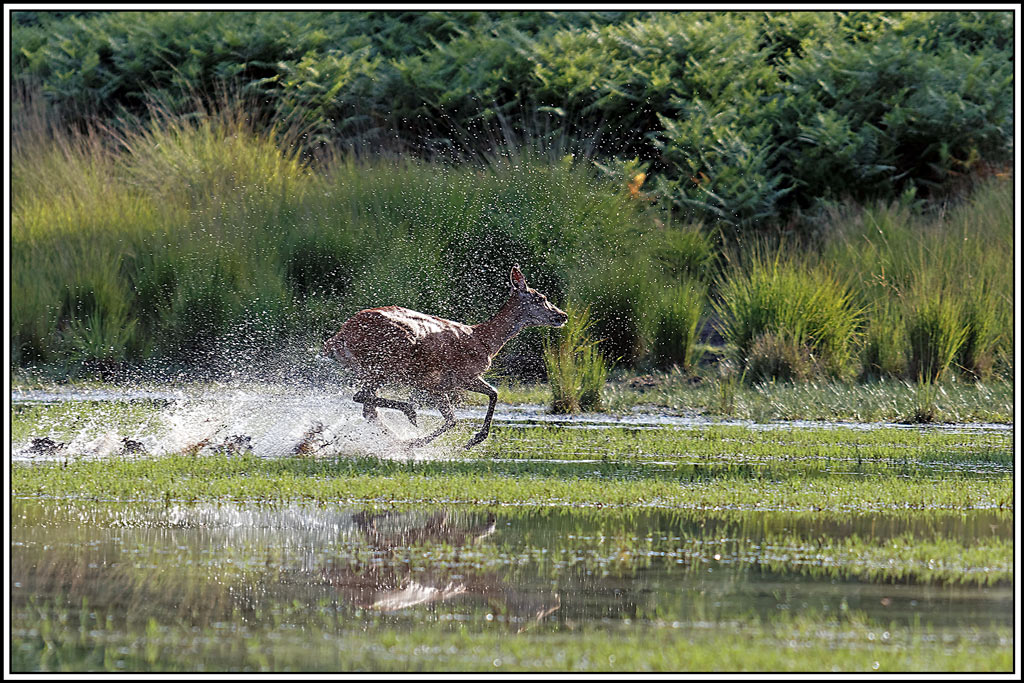 cerf(9075).jpg