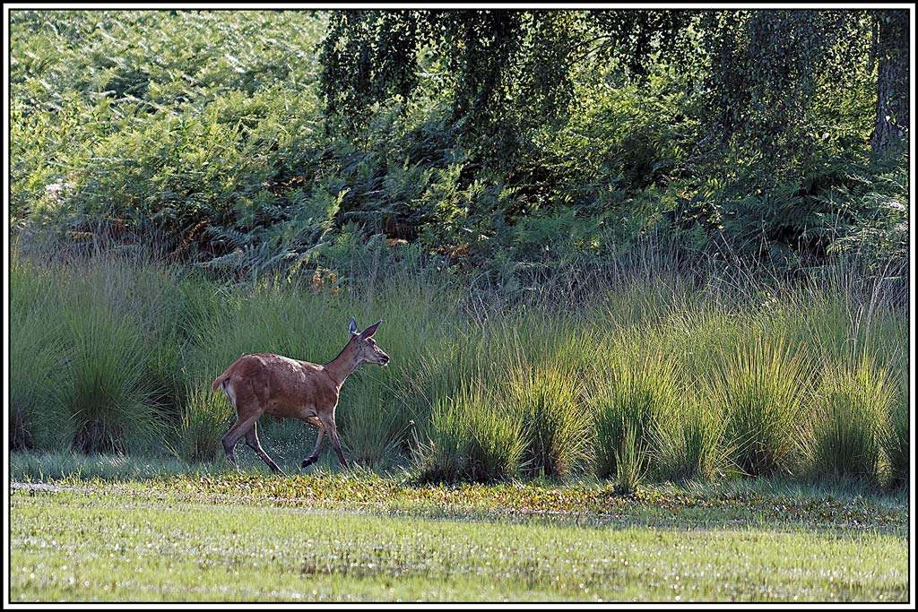 cerf(9091).jpg
