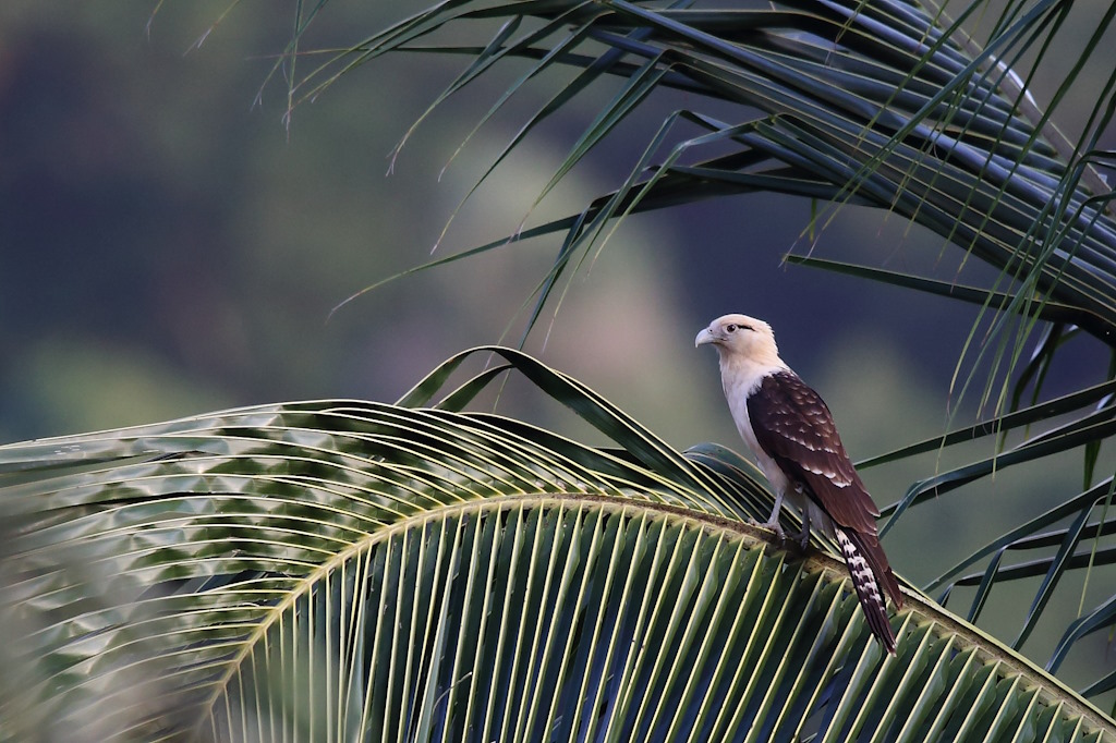 65 Caracara à tête jaune.JPG