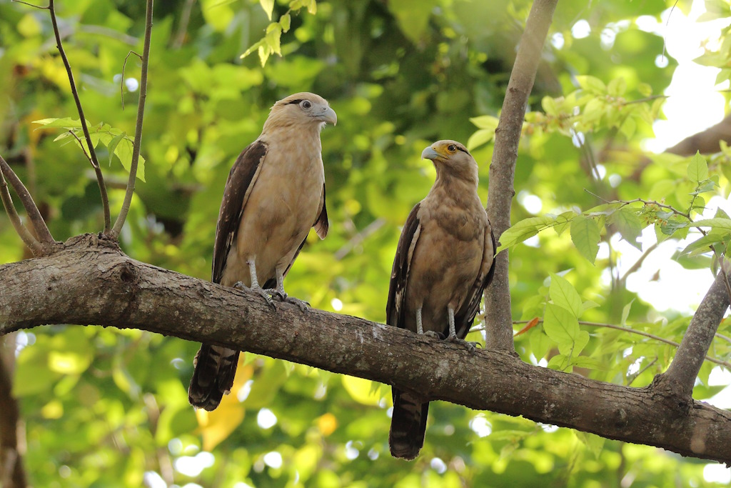 66 Caracara à tête jaune.JPG