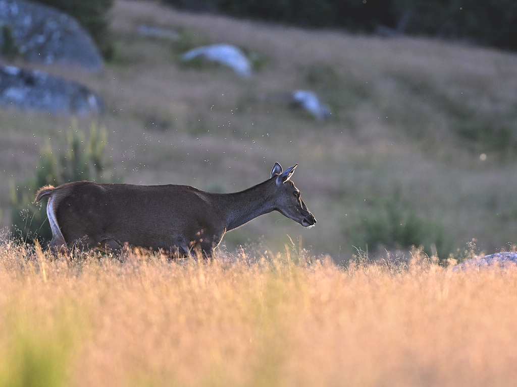 b 4029_1_03_1_01 Biche.jpg