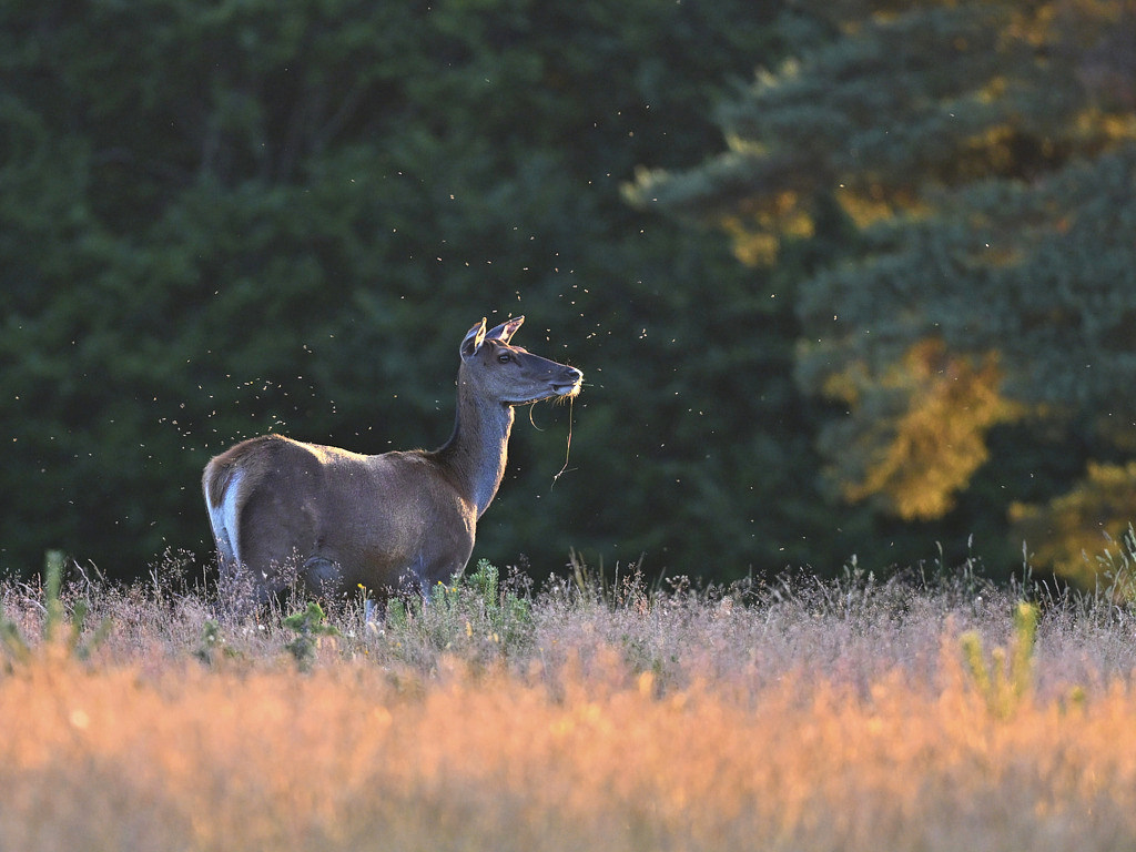b 4051_1_03_1_02_1_03 Biche.jpg