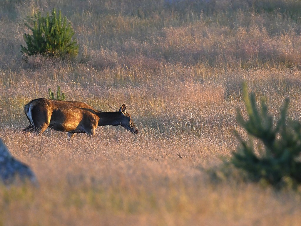 b 4084_1_04_1_02 Biche.jpg