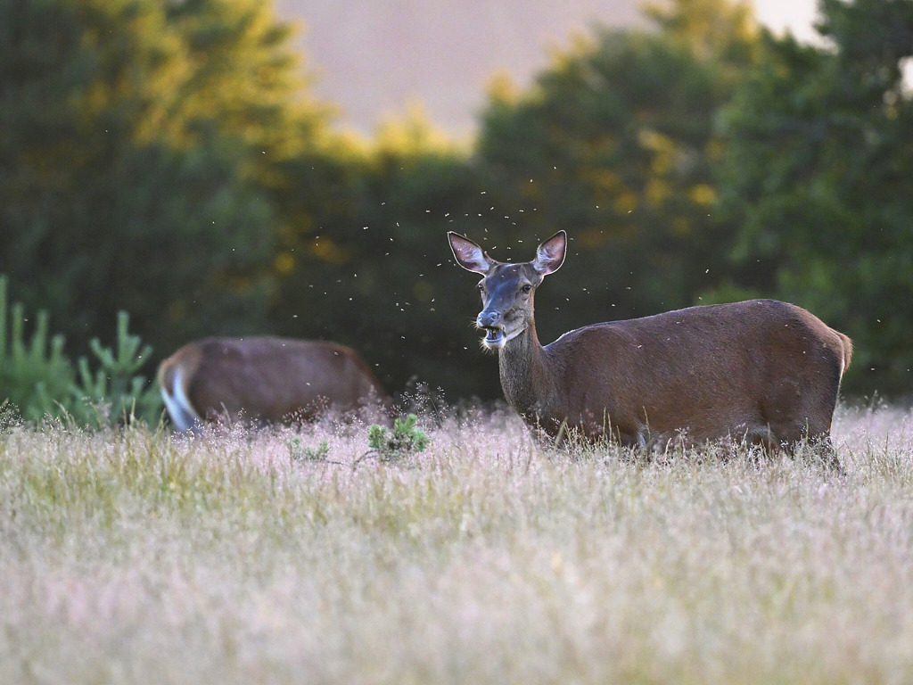 b 4090_1_04_1_1_03 Biche.jpg