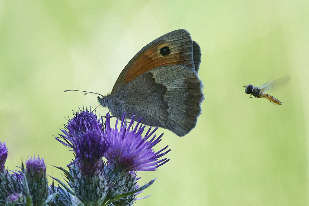 b 6374_1_01 Fadet commun.jpg