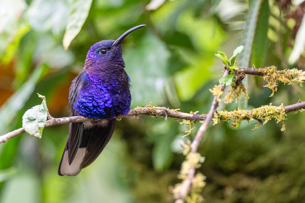 Campyloptere_violet_002.jpg