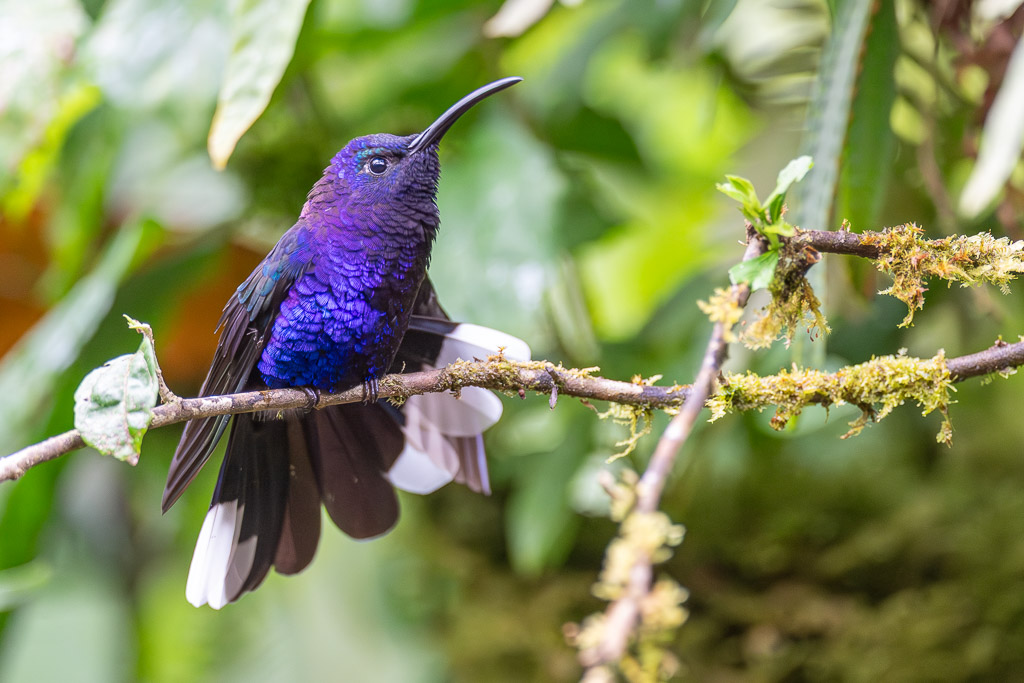 Campyloptere_violet_004.jpg