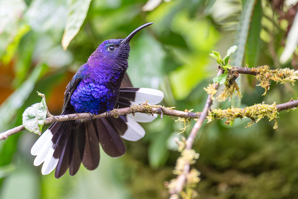 Campyloptere_violet_005.jpg